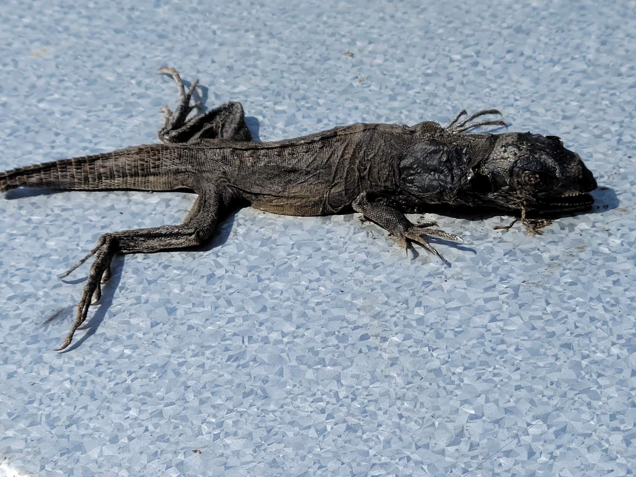 Central Florida lizard identification needed