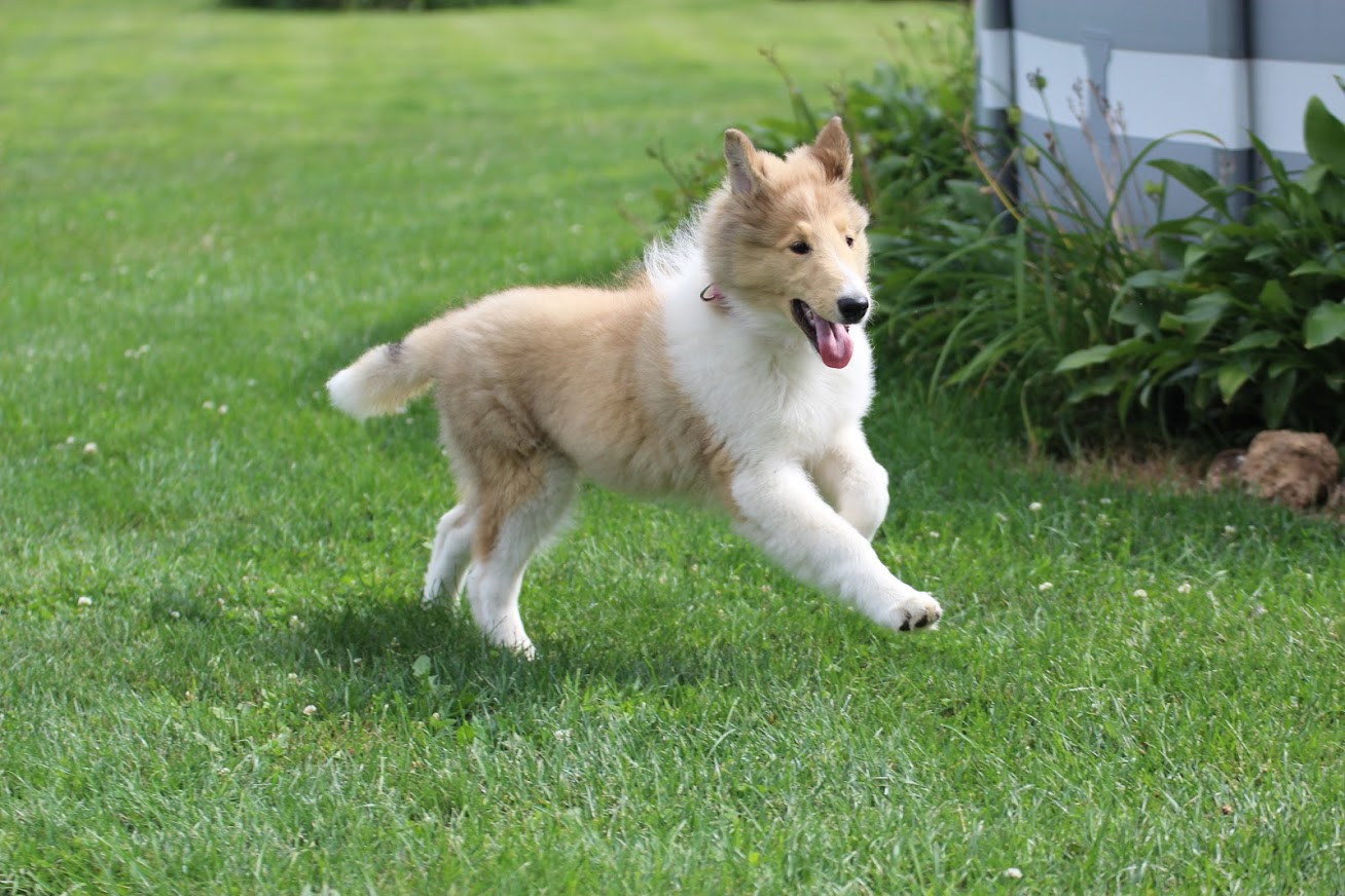 For the most recent: Get to know... - Garlind Ridge Collies