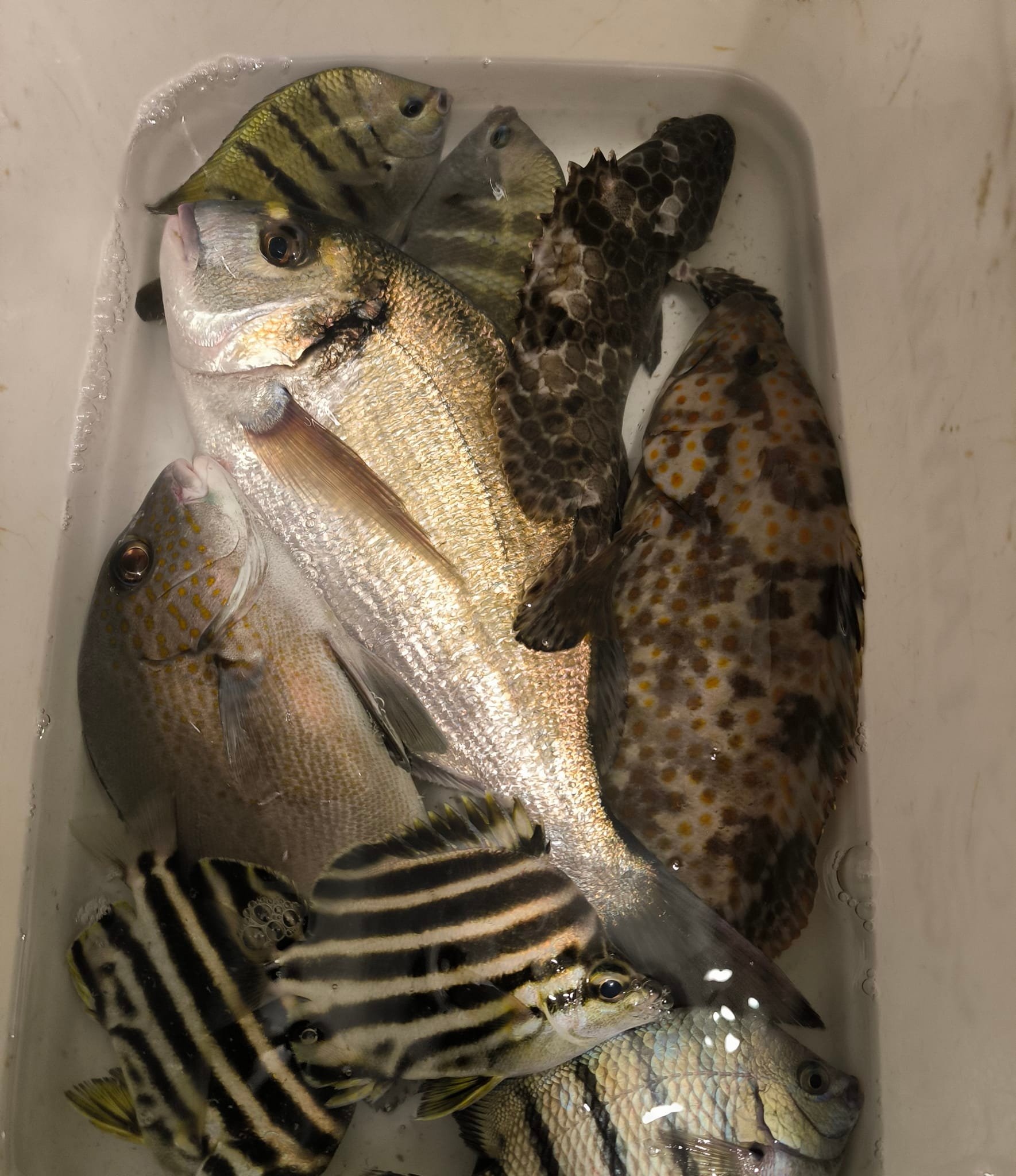 Lamma Fishing - 南丫島釣魚 added a... - Lamma Fishing - 南丫島釣魚