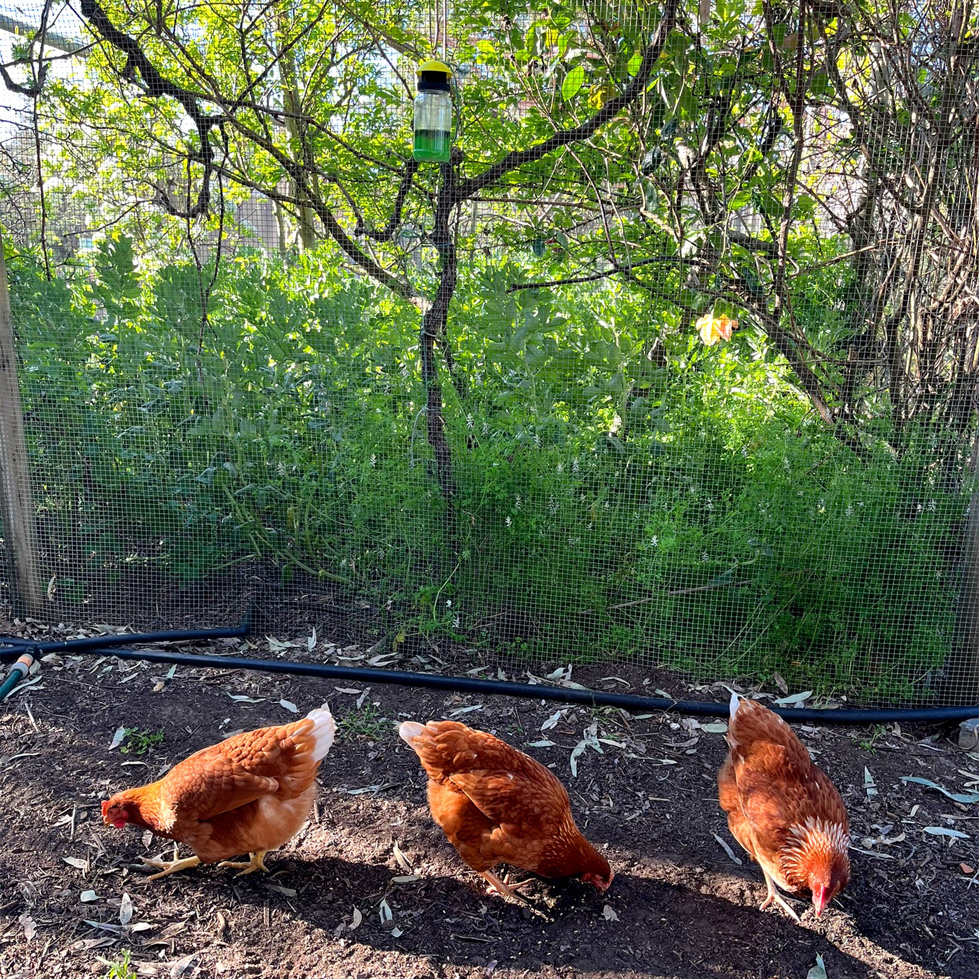 Envirosafe - Did you know that house flies lay eggs in chicken manure ...