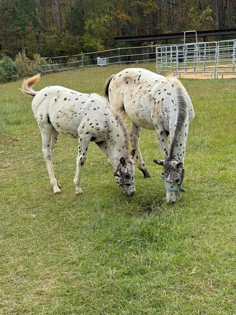 Winning Spirit Ranch Tamassee, SC | Tamassee SC