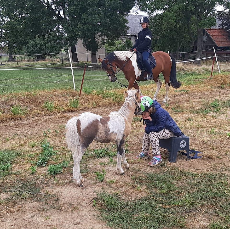 Die Chaotische Pony Ranch... - Die Chaotische Pony Ranch