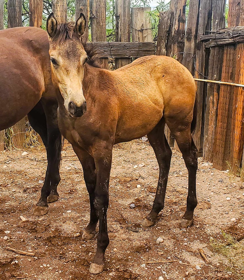 Boss Ranch Quarter Horses | Douglas AZ