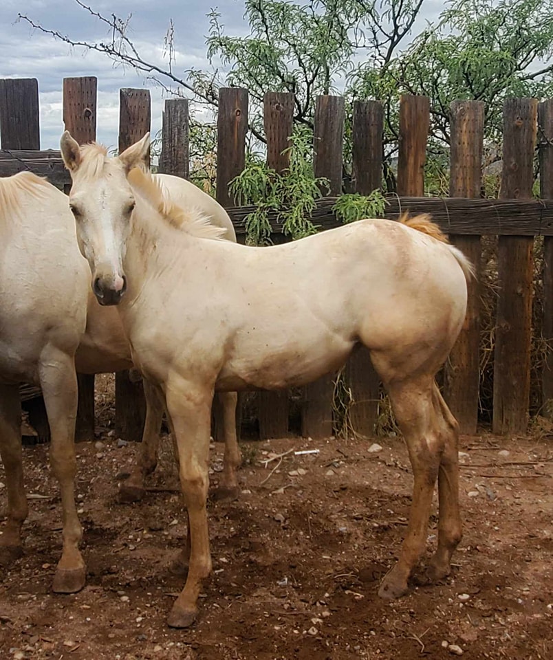 Boss Ranch Quarter Horses | Douglas AZ