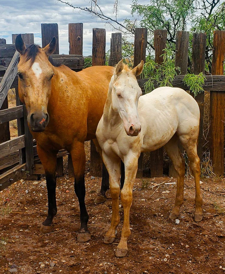 Boss Ranch Quarter Horses | Douglas AZ