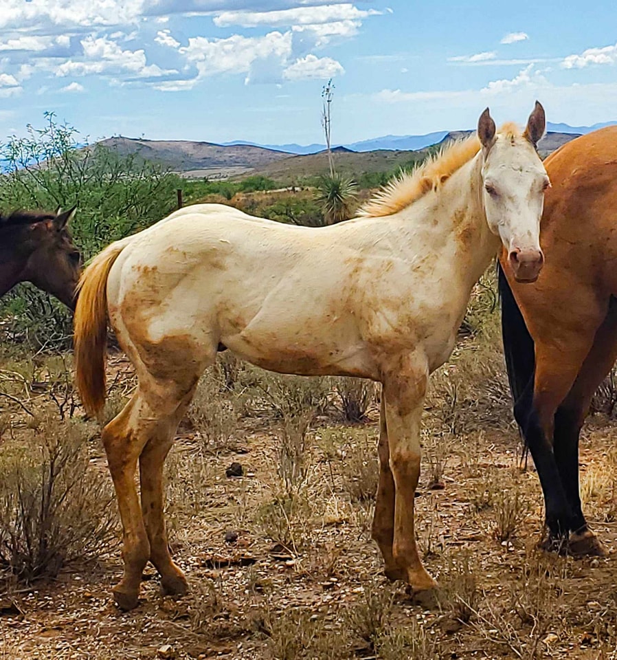 Boss Ranch Quarter Horses | Douglas AZ