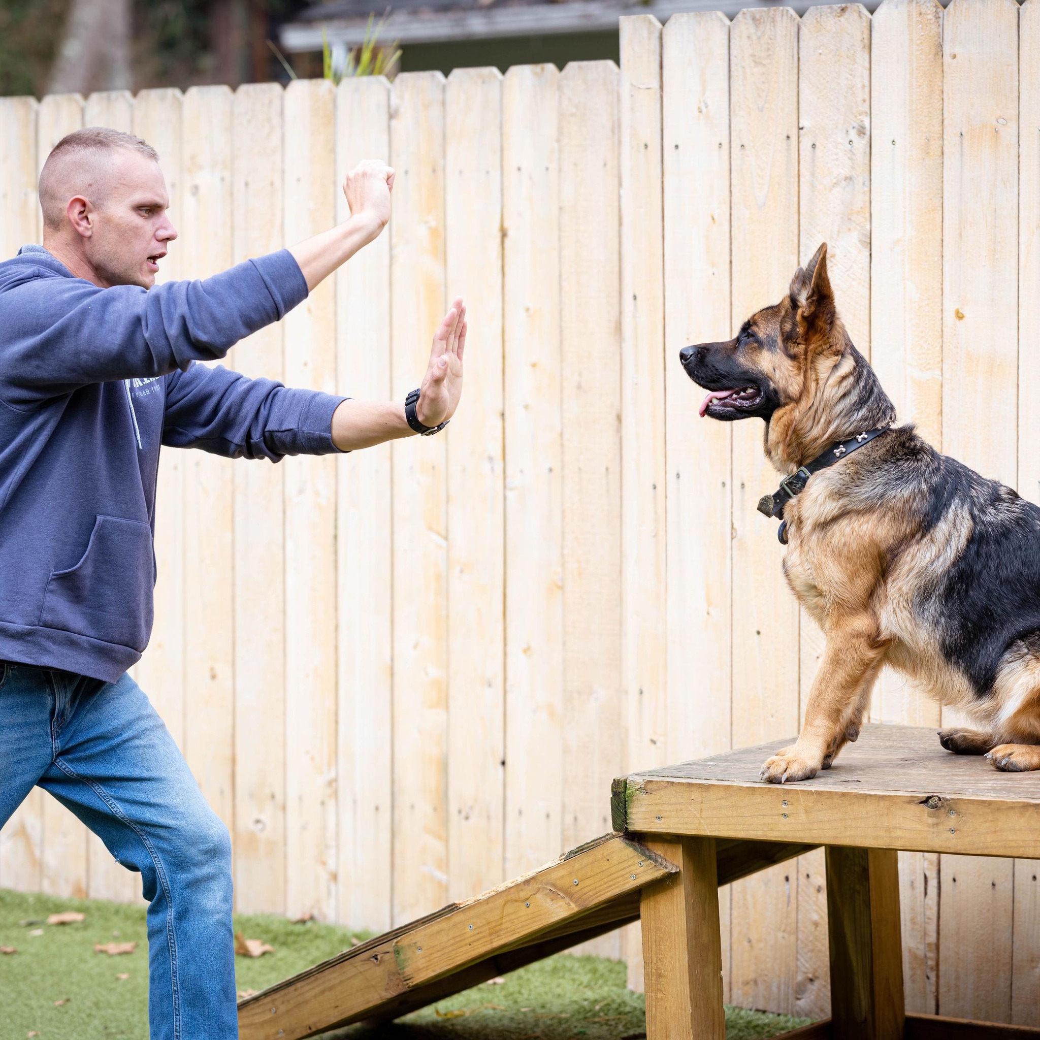 Meet Hank! 🐶 Hank is currently with us for a Board & Train program ...