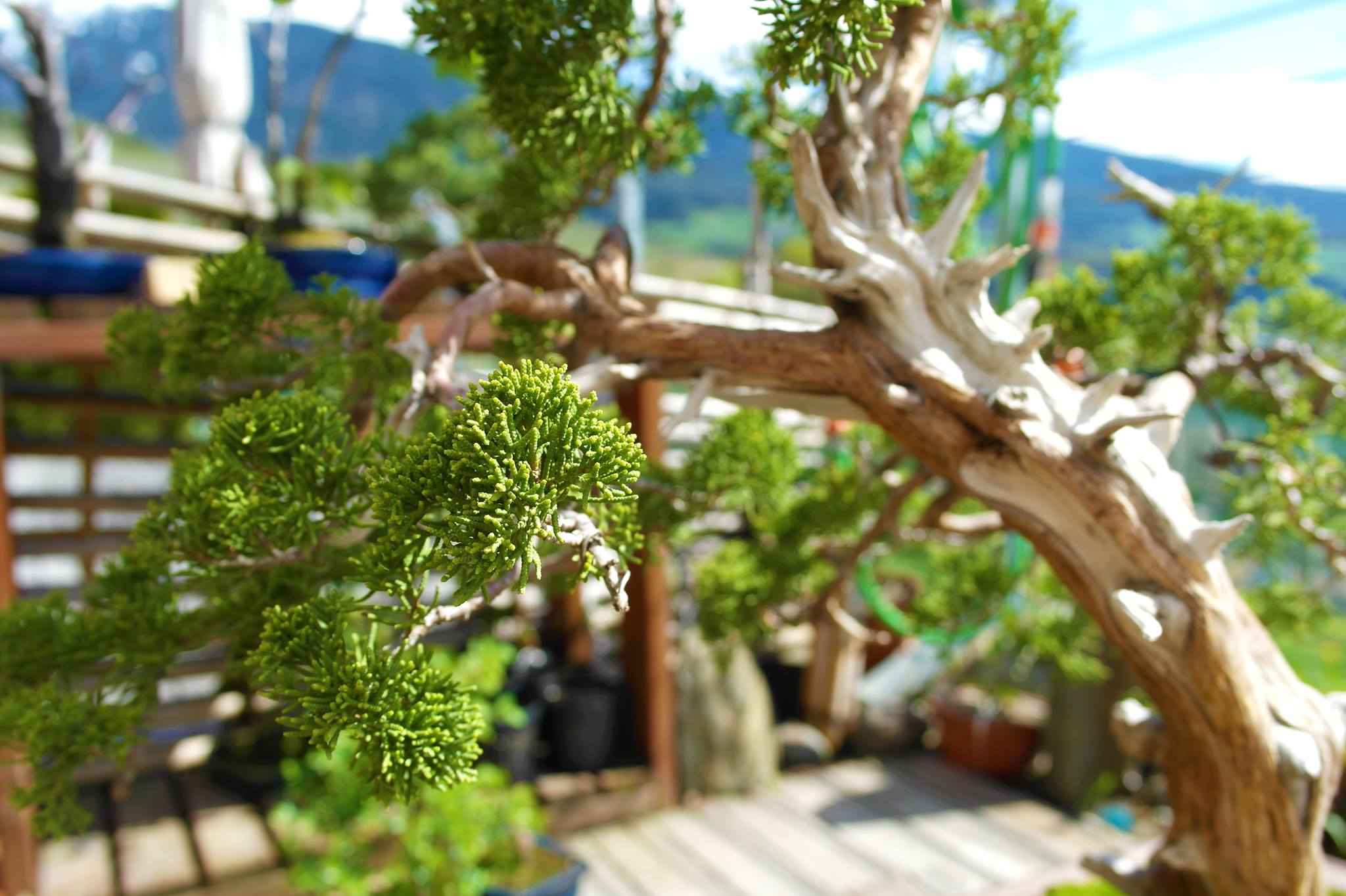 The Bonsai - The Bonsai에서 One-day class를 진행합니다. 📍 주중반 - 화요일 11:00 최대 수강 ...