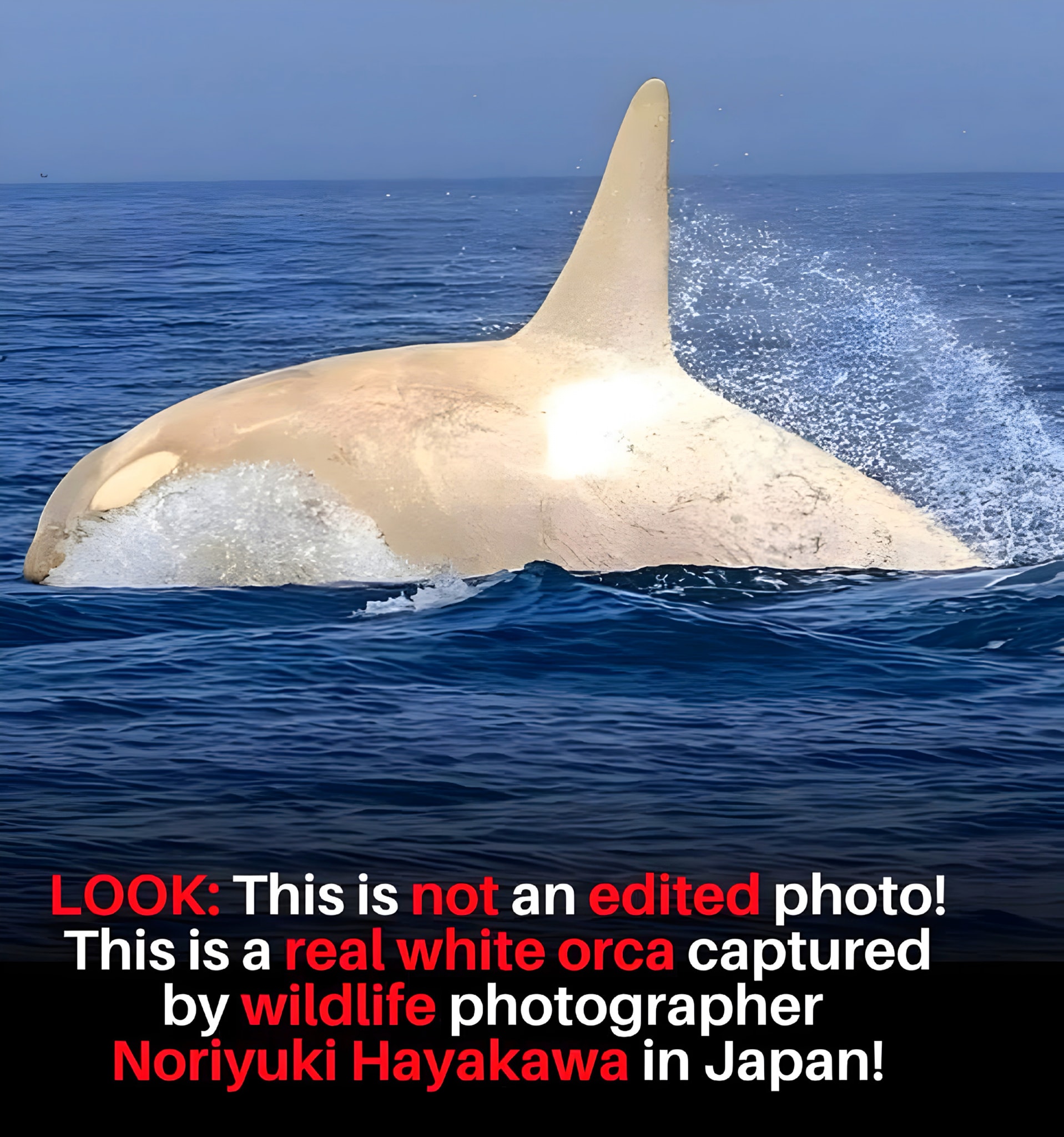 Rare albino orca spotted in Japan
