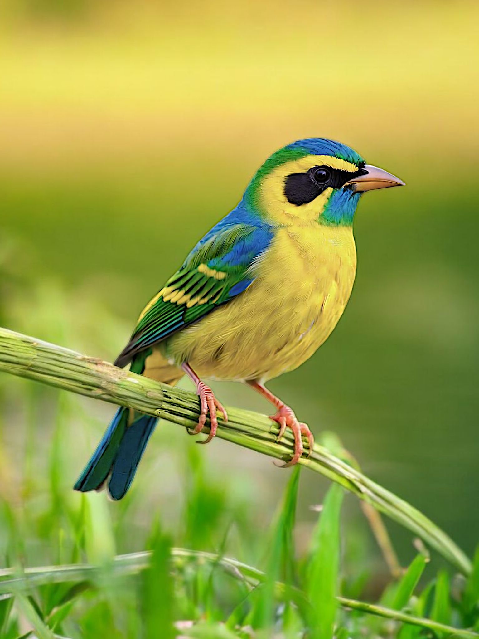 What species is this colorful bird in Iguazu Parque das Aves?