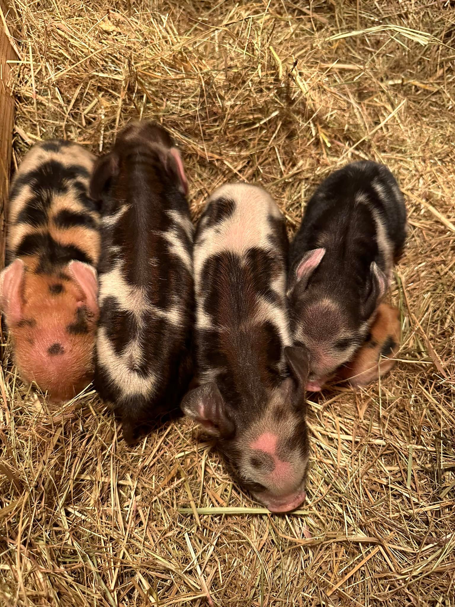 The Gornick Family Farm