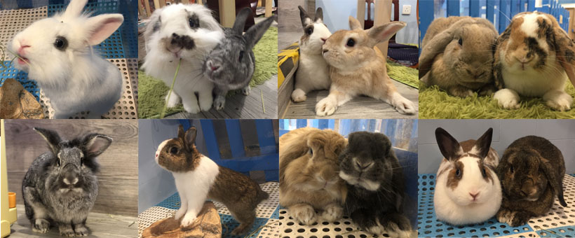 兔協 HKRS -... - 兔協 HKRS - 香港兔友協會 Hong Kong Rabbit Society