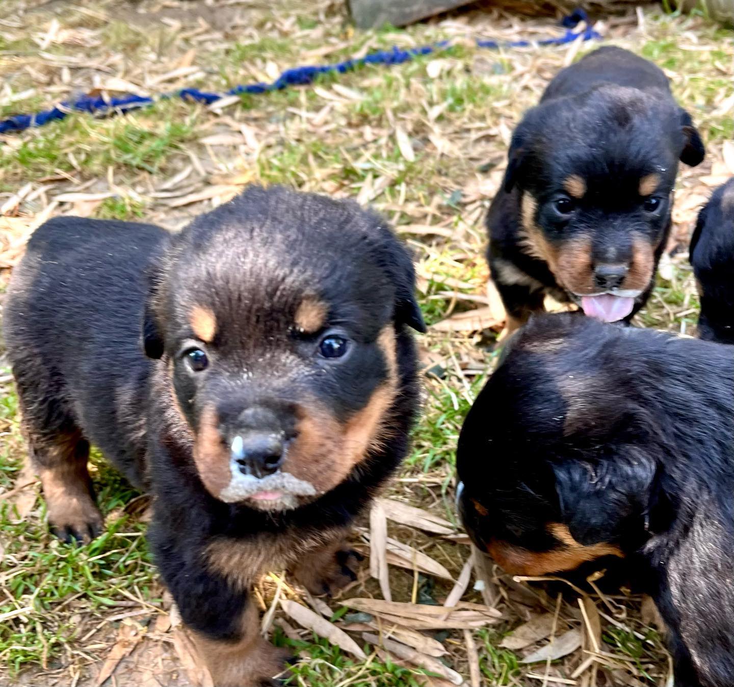 Puppy’s of Iron vom eisernen... - Rottweiler vom Weiltal | Facebook
