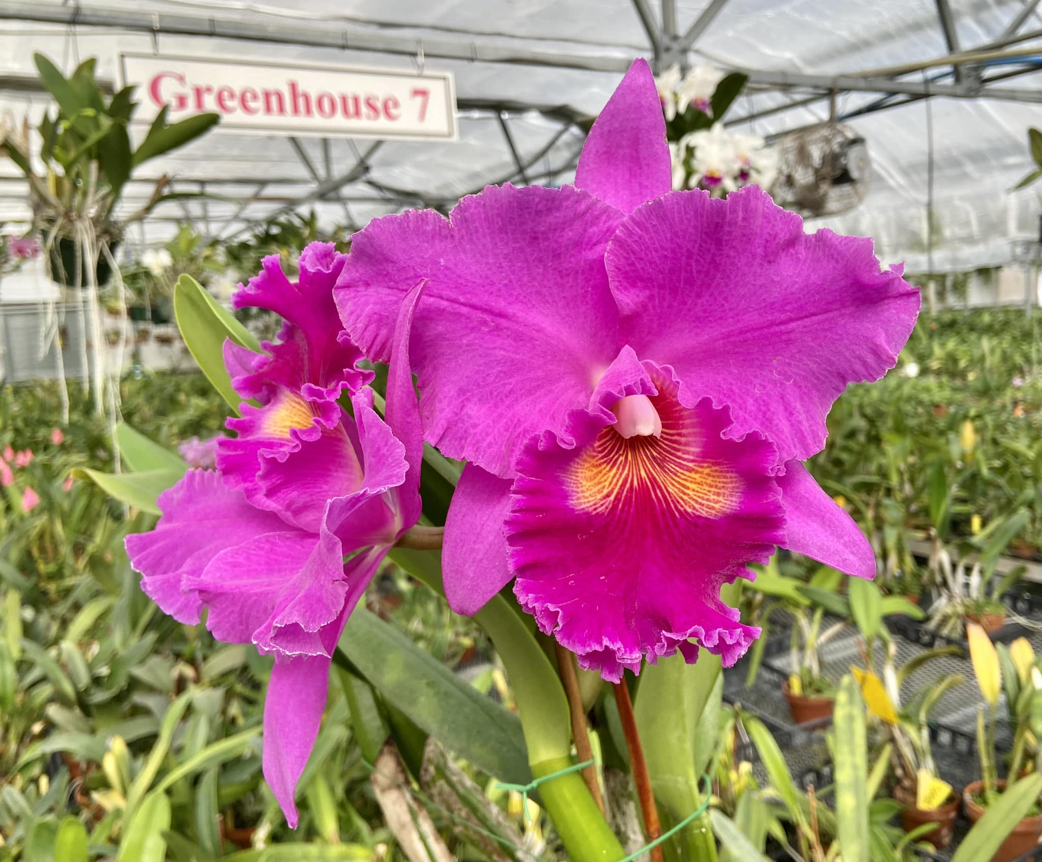 Large BLC Joann Yukimura 'Chadwick' orchid flowers