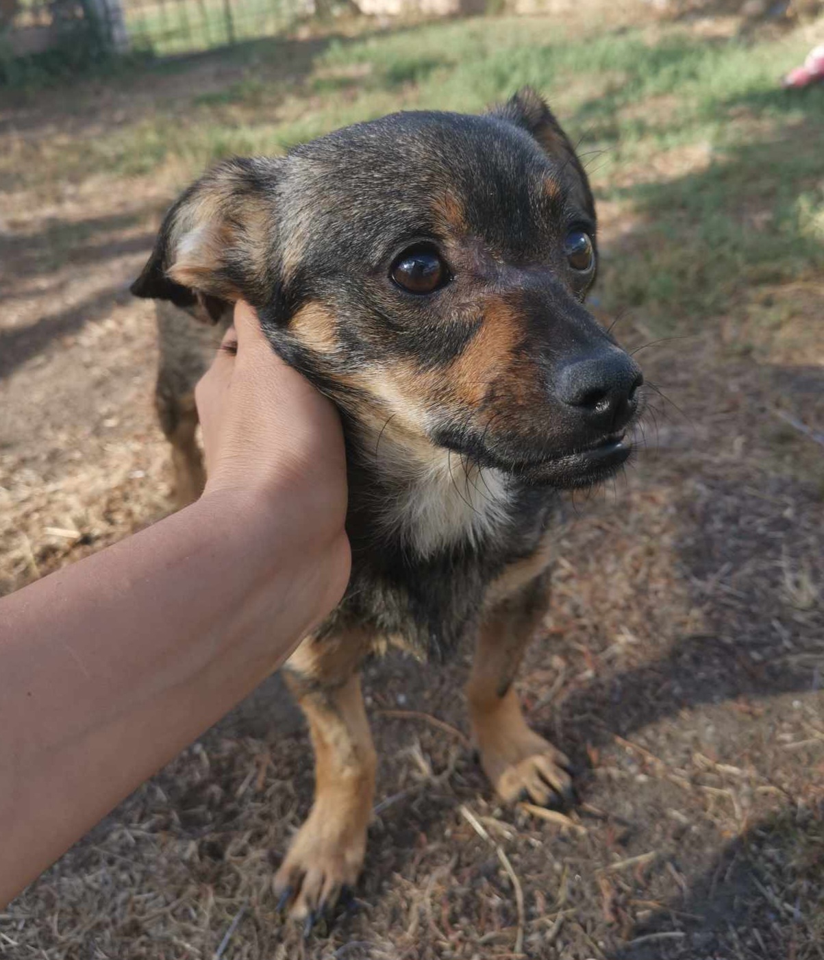 Romani... - Romanian Rescue Appeal PUPS & Juniors for rehoming