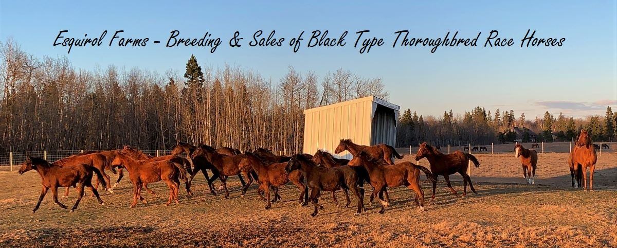 Bar None Ranches added a new photo. - Bar None Ranches