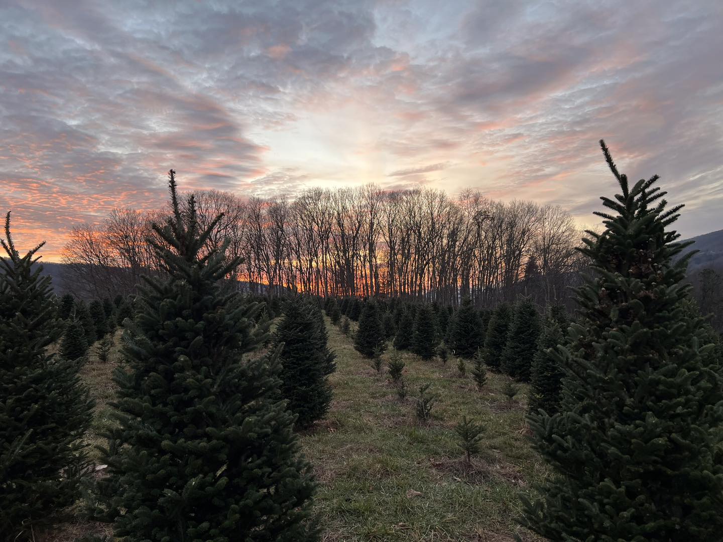 Spruce Ridge Tree Farm | Newport VA