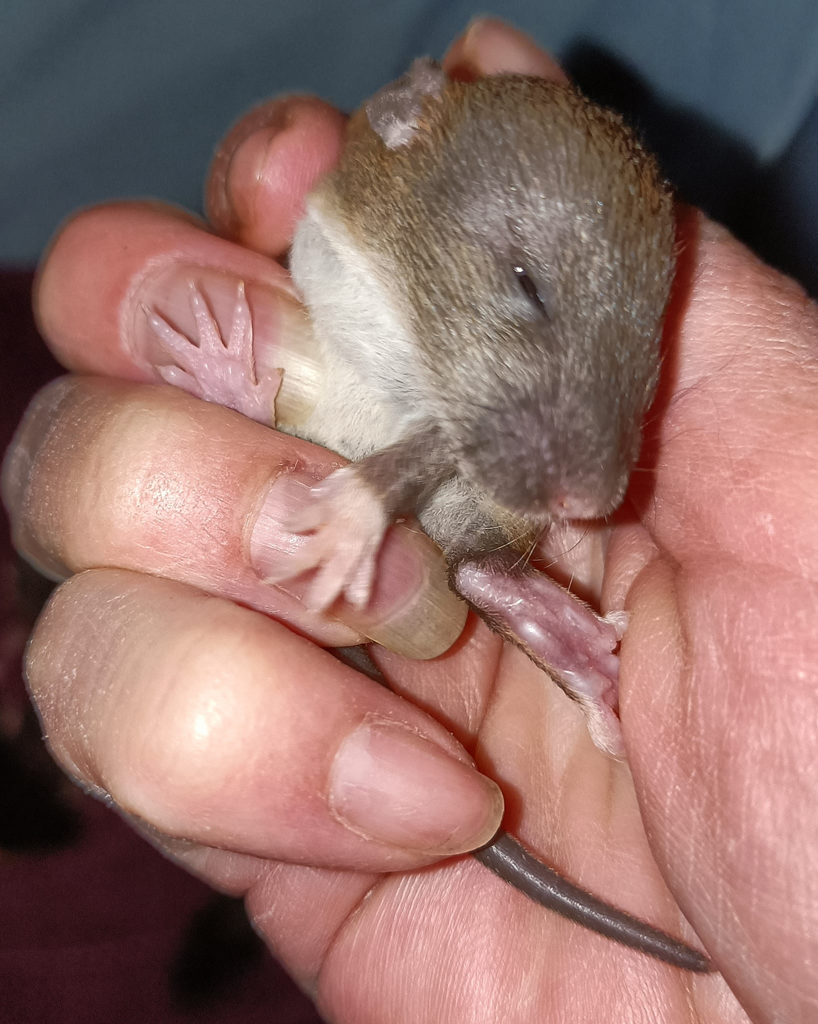 Wild Whiskers Rattery Gauteng | Pretoria