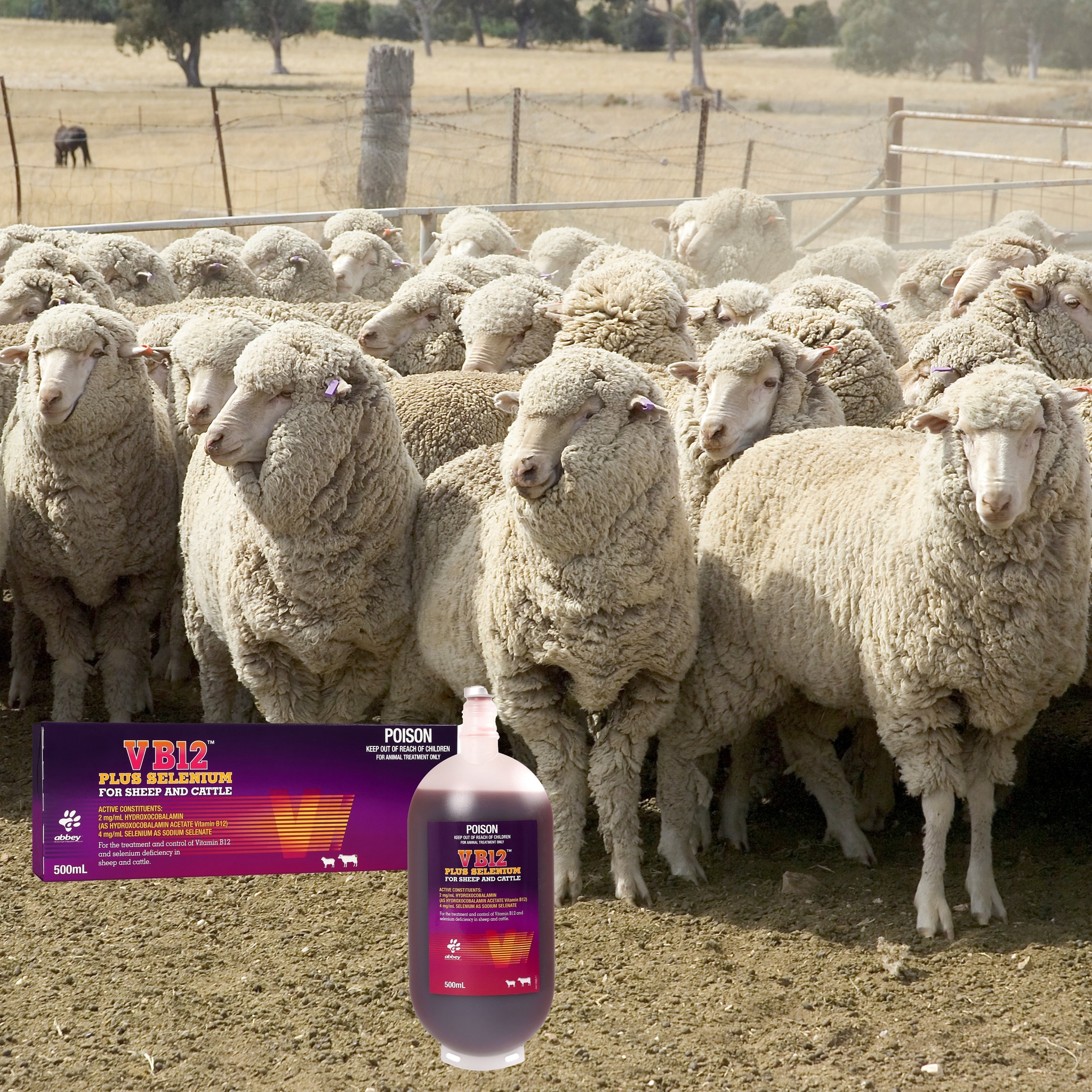b12 injections for sheep + Selenium in one convenient injection, treatment and control of vitamin B12 and selenium deficiency in and cattle. 🐑🐮🐂 VB12™ Contains Hydroxocobalamin (a longer acting form of B12), is Size:1000 mcg/ml - 1 box (10amp. x 1ml) -Discount code N/A weakness and lethargy Why Dr. Hogan shares his digestion