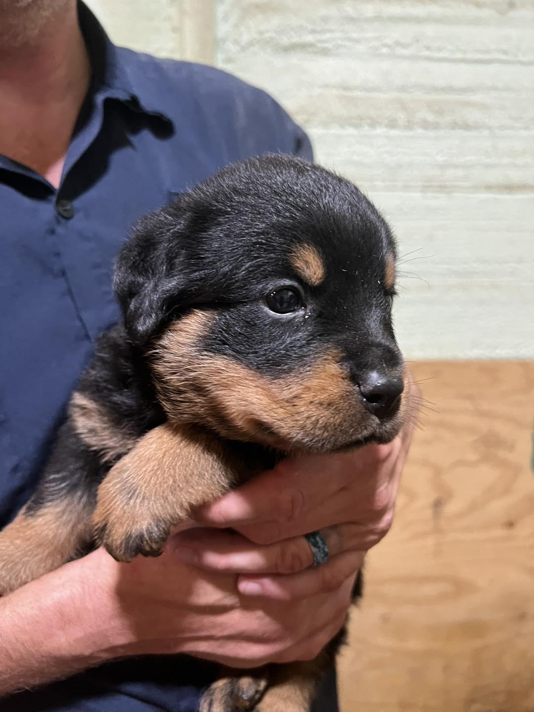 Cami’s Mississippi Rottweilers | Carthage MS