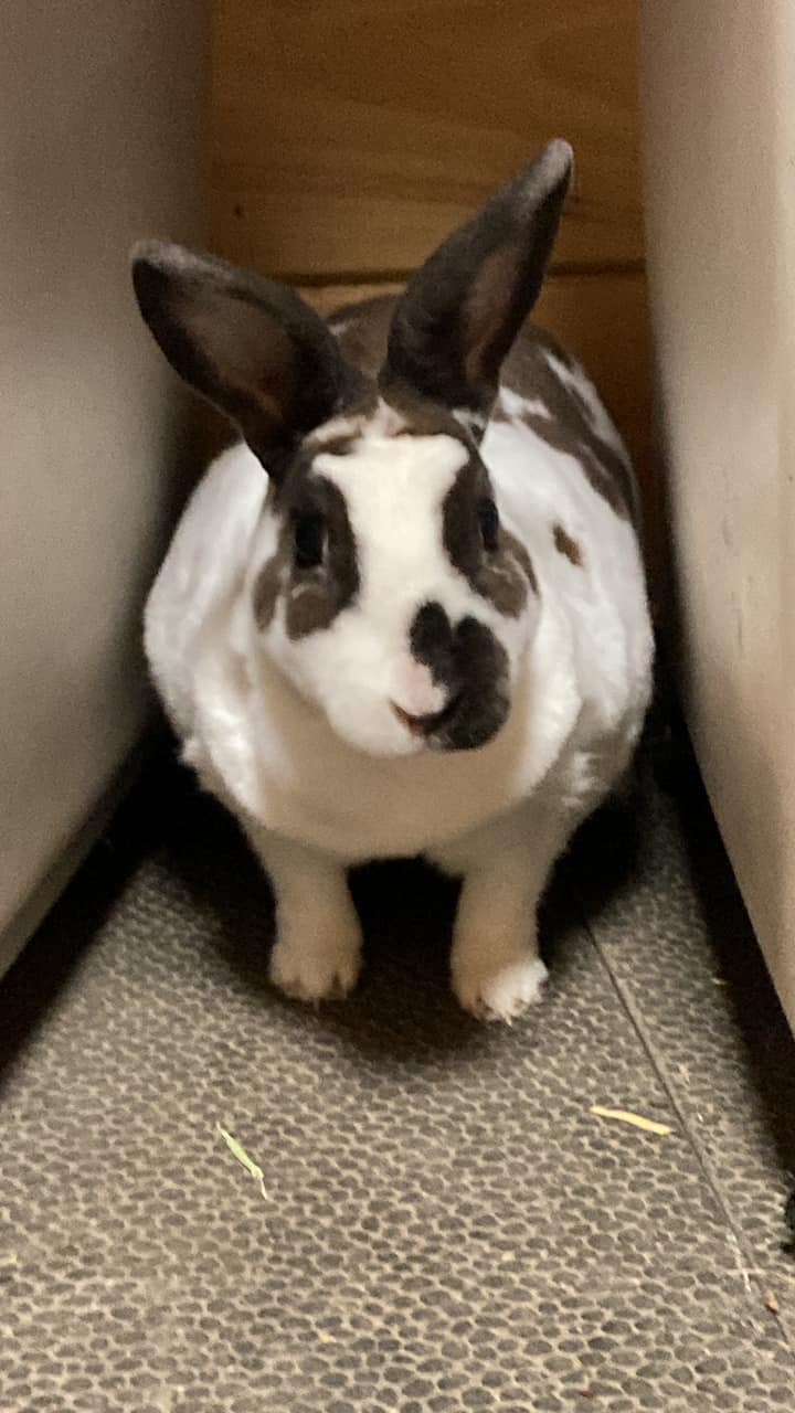 Hidden - ️REHOMED ️Blossom (6 year old Mini Rex doe) is in need of a ...