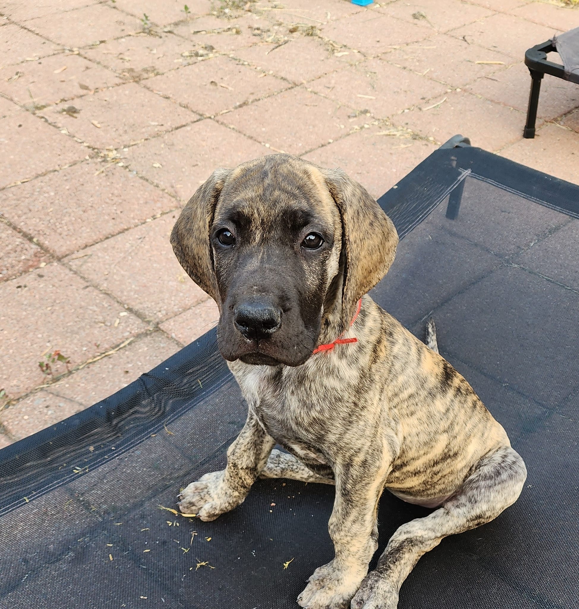 In The Ruff Great Danes