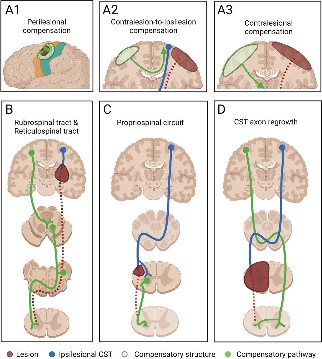 Endoneuro - https://link.springer.com/article/10.1007/s1226... | Facebook