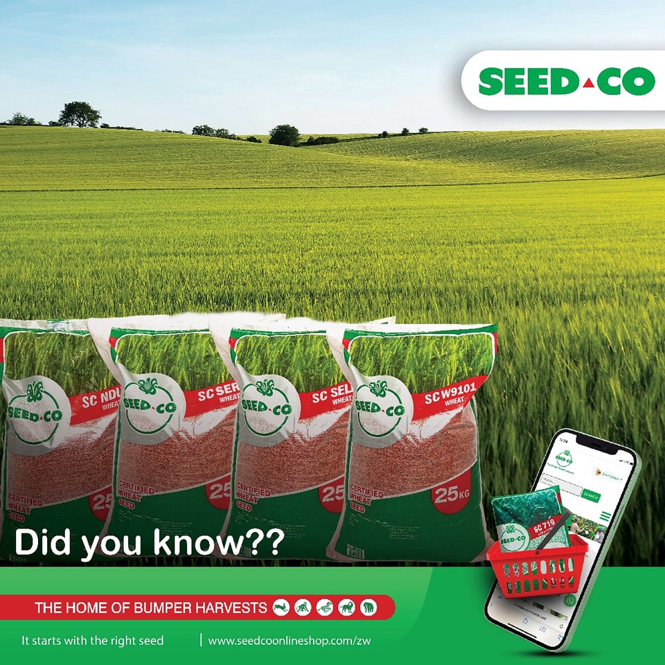 SeedCo - Did you know?? The Wheat planting window is still... | Facebook
