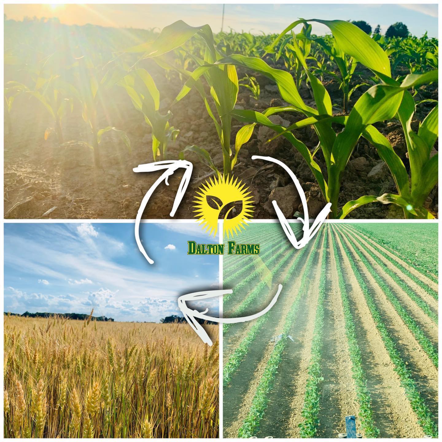 What is crop rotation and why do we do... - Dalton Farms LLC