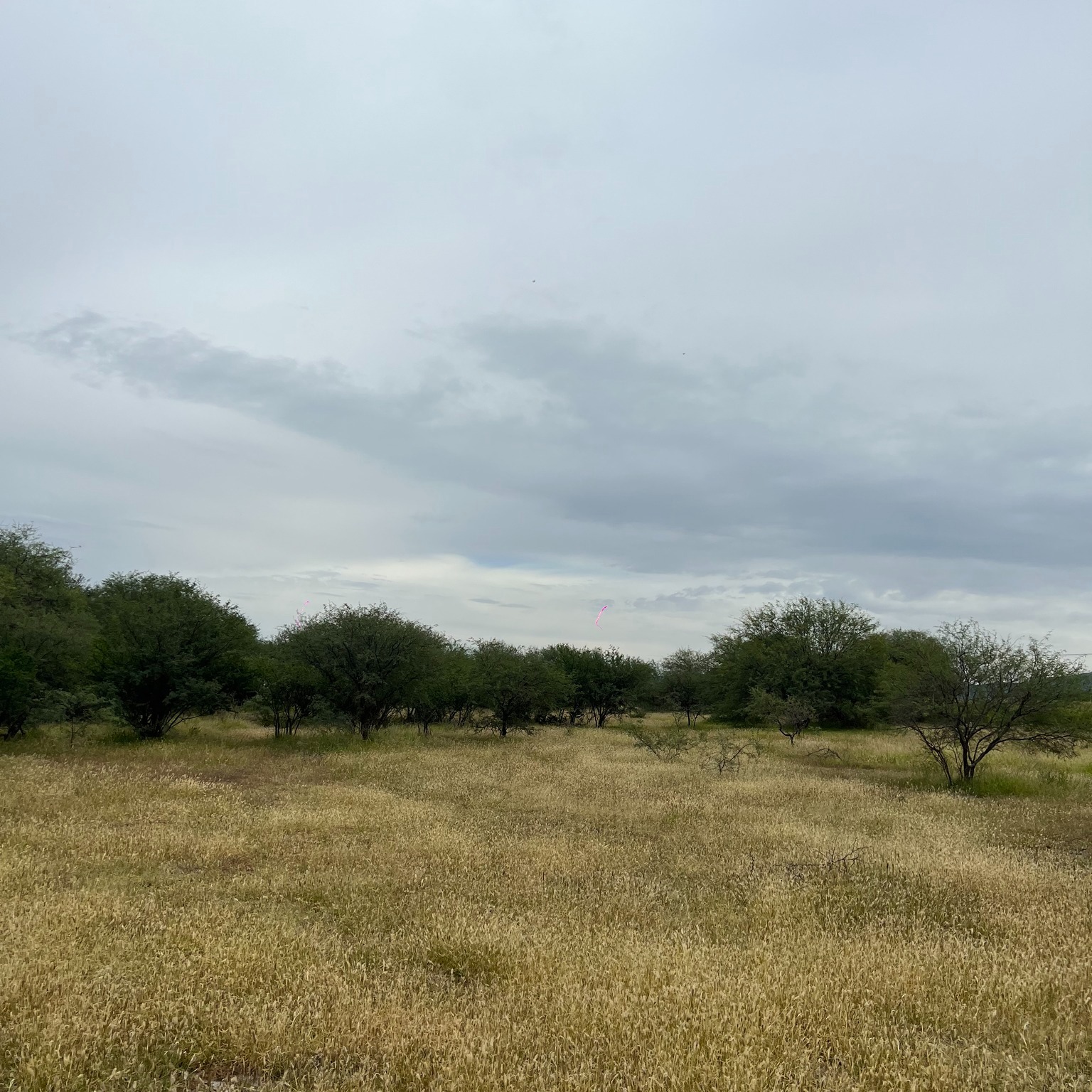 Rancho Las Garzas
