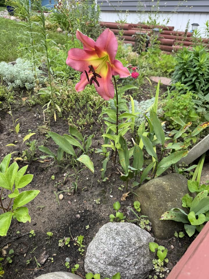 What are the names of these lily plants?