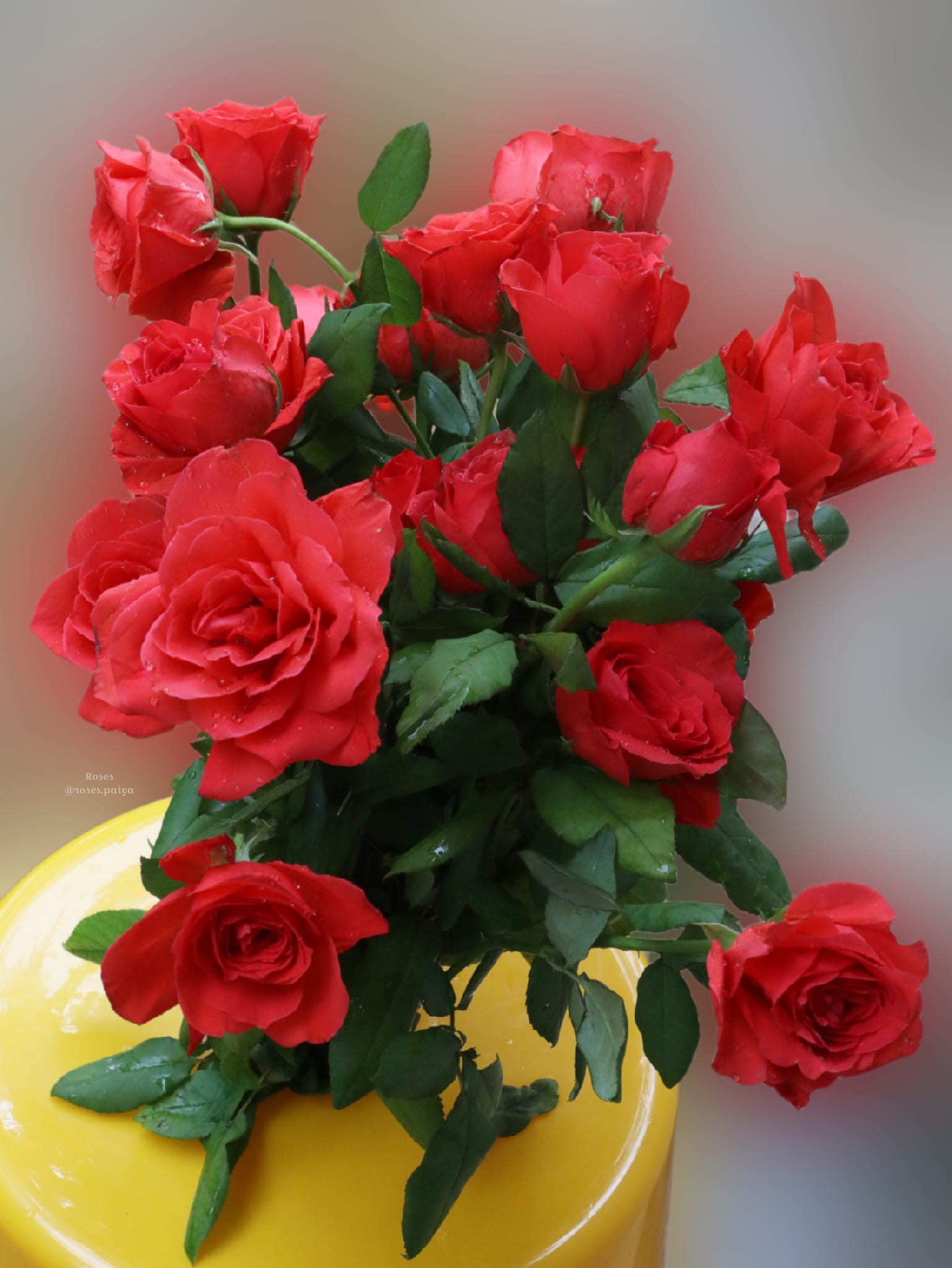 Roses - For you | Facebook