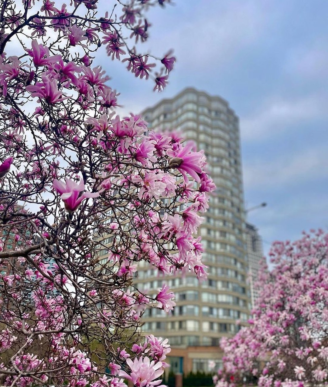 insauga - Spring blooms coming soon at Kariya Park in... | Facebook