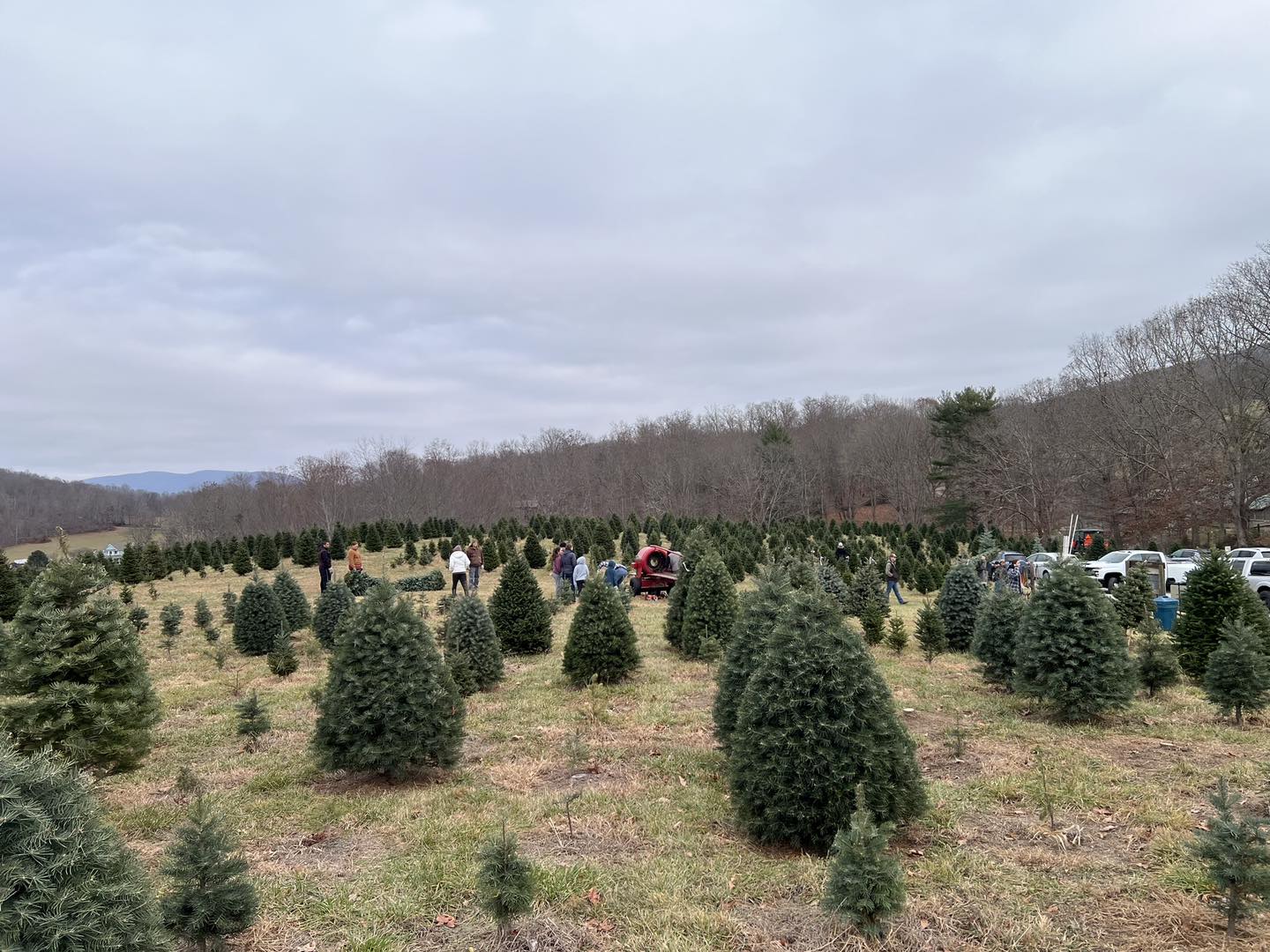 Spruce Ridge Tree Farm | Newport VA