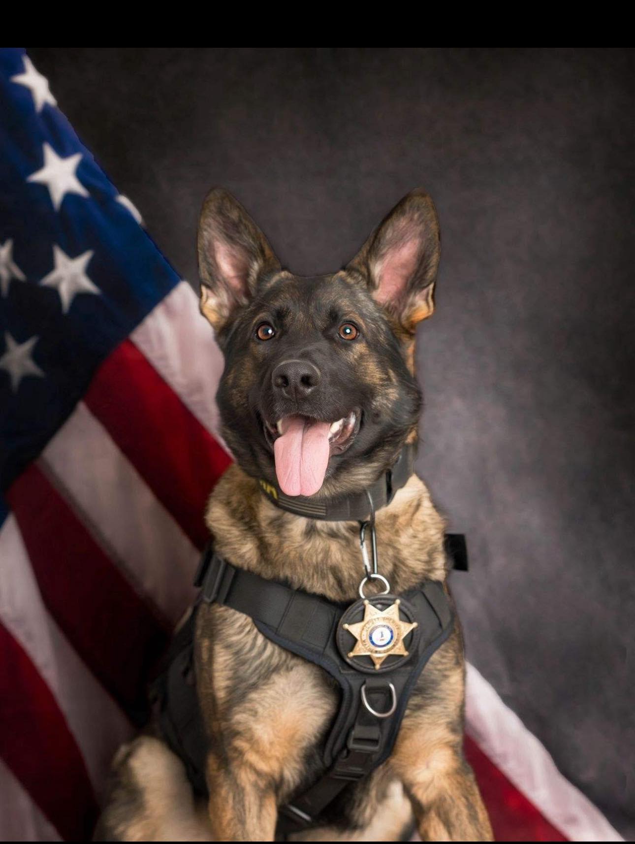 K-9 - Let’s all wish K-9 Karma of the Mathews County Sheriff's Office ...