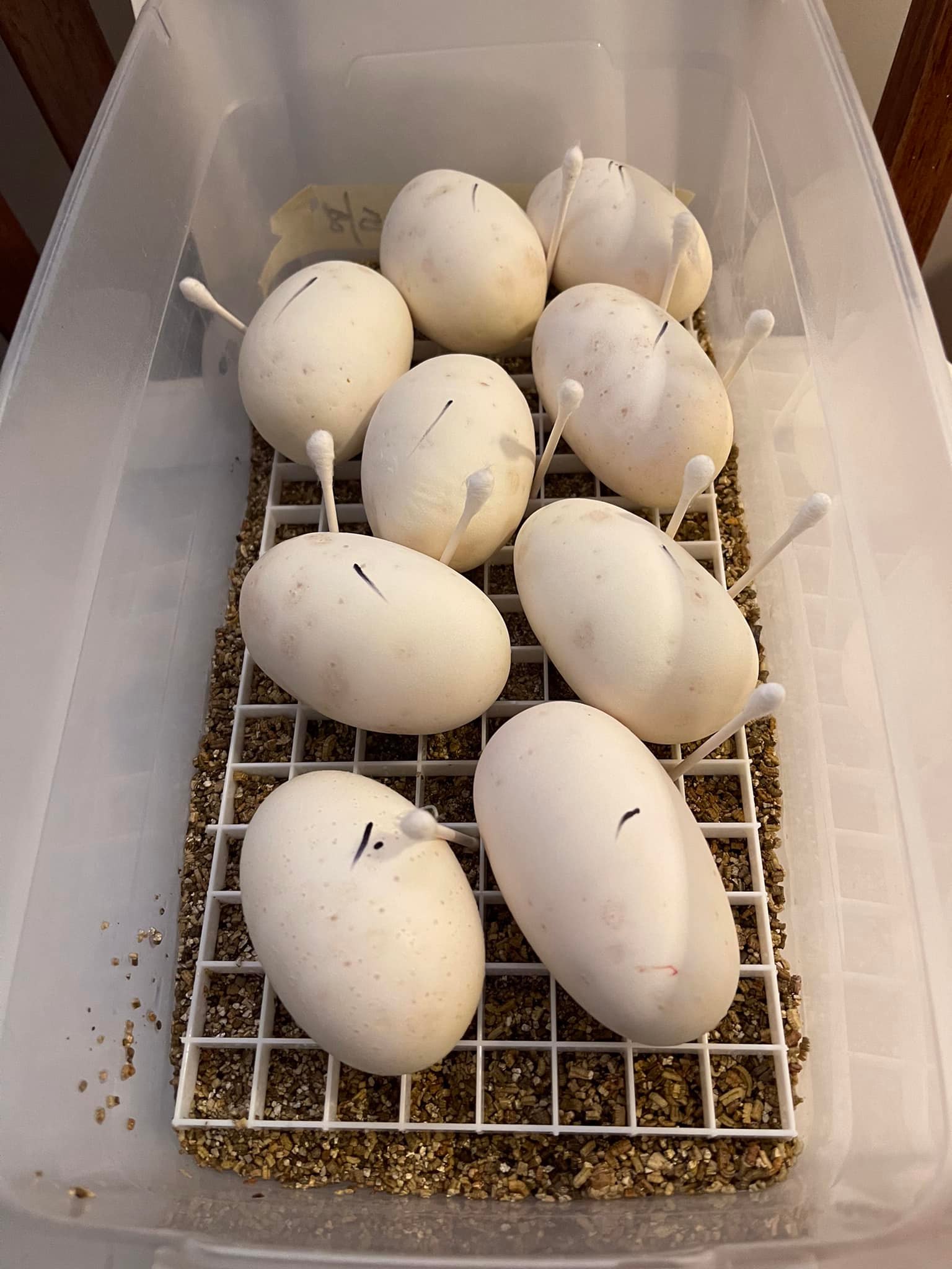 Belgrade Ball Pythons | Smithfield ME