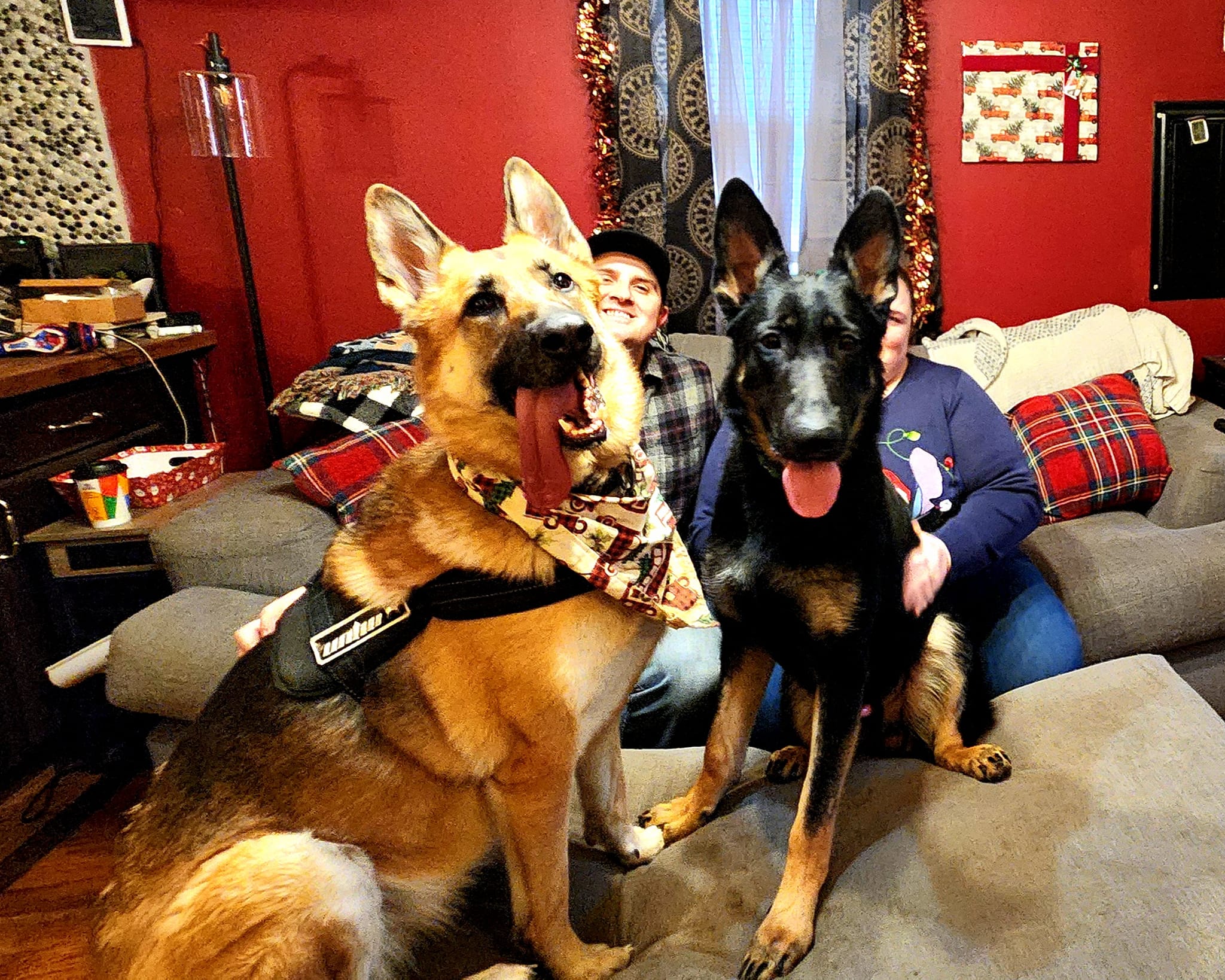 A Christmas Miracle!! Ronin, now... - The Last Resort Rescue | Facebook