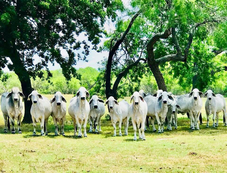 Smart Brahman Cattle | Westhoff TX
