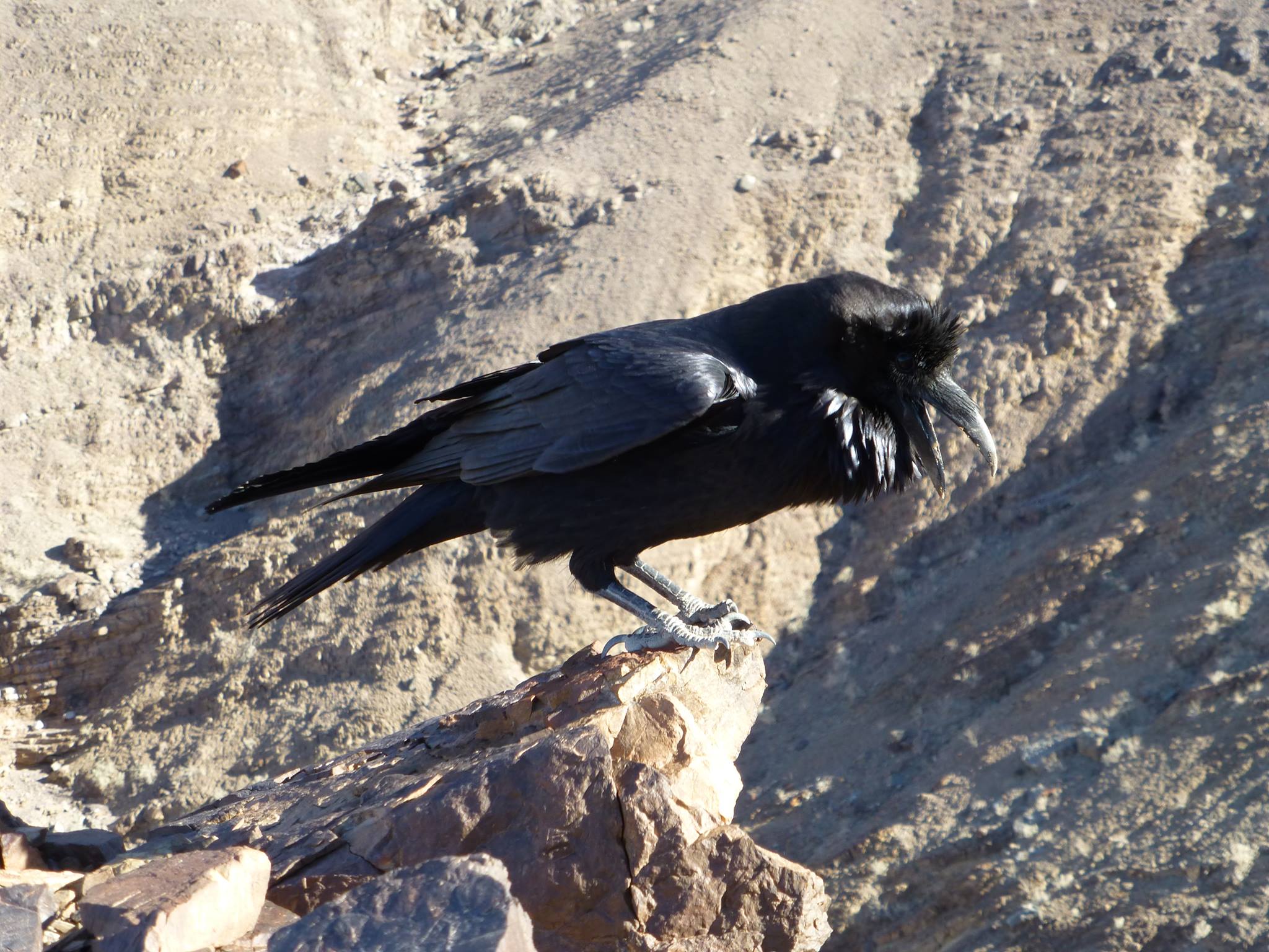 Death Valley National Park - Wild Thing Wednesdays When I was hiking in ...
