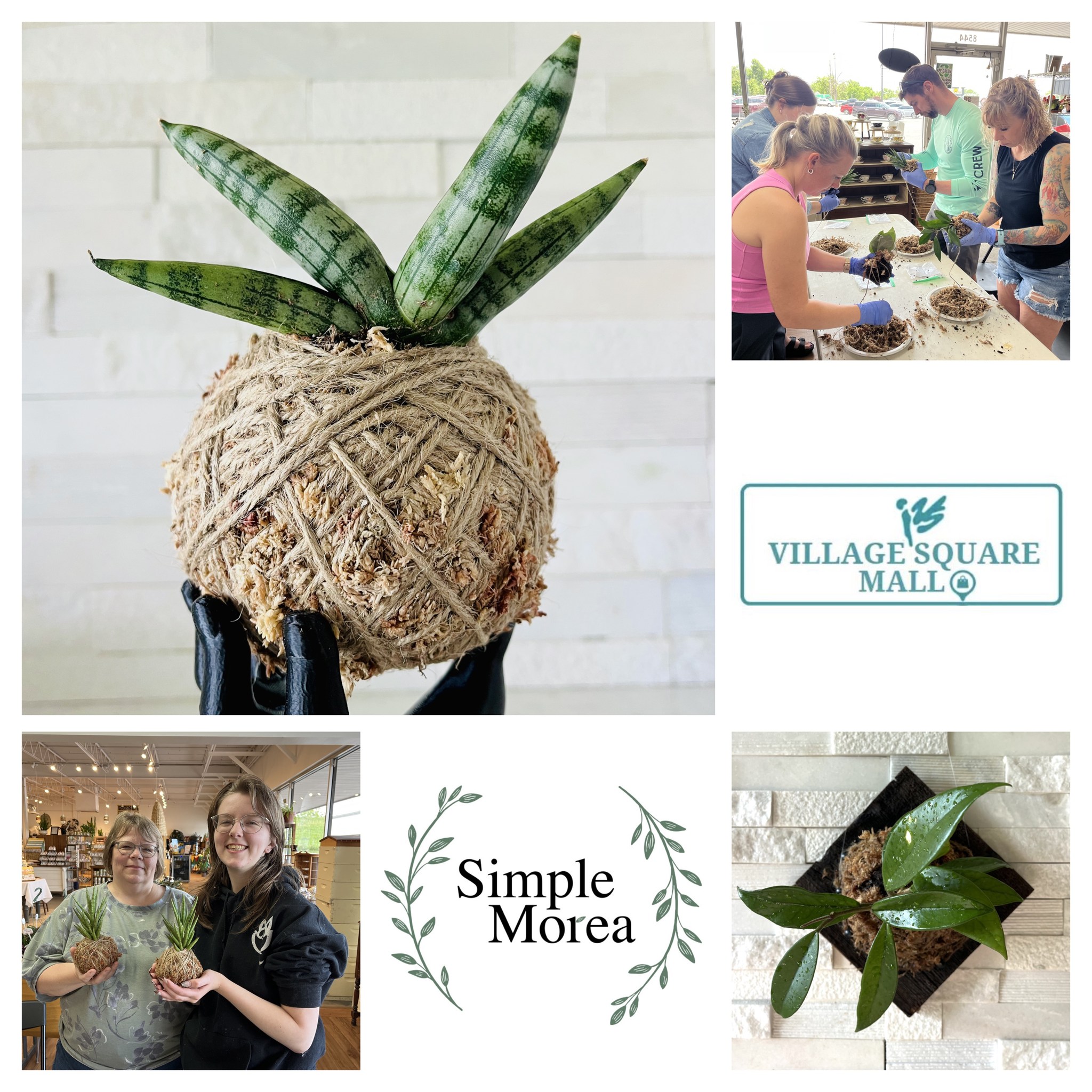 Workshop - Kokedama & Wall Mounted Art