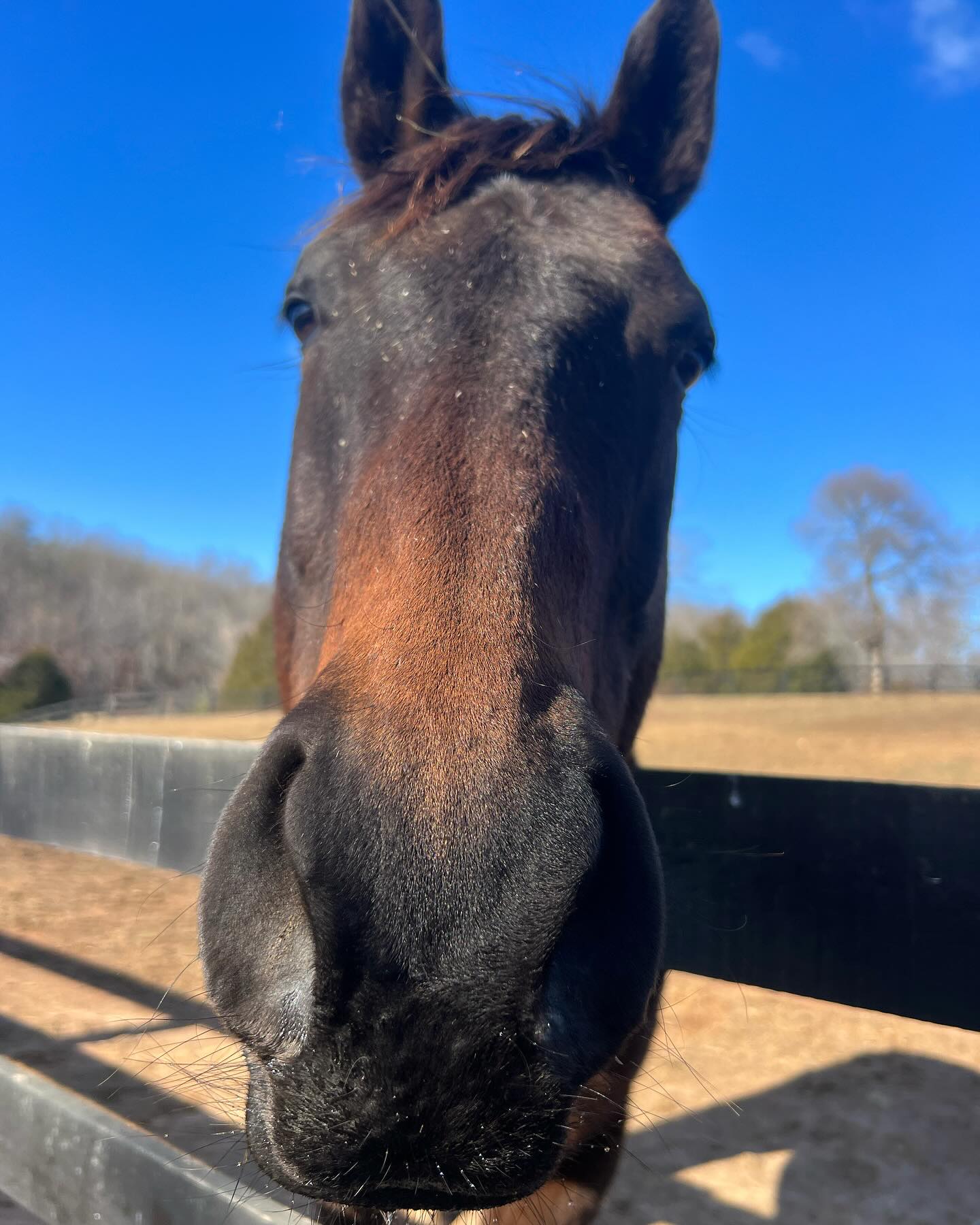 Cannon Ridge Farm | Afton VA