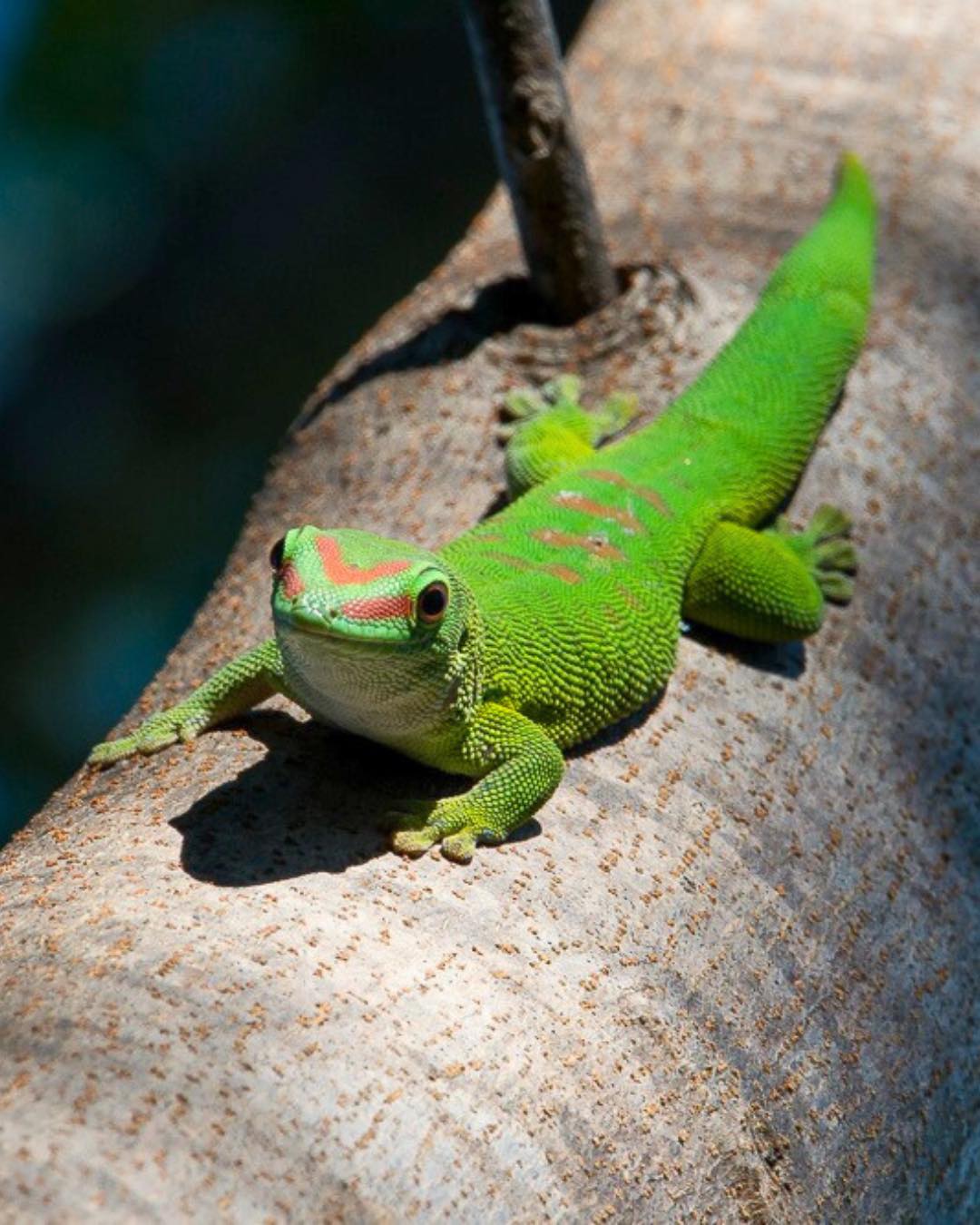 Le gecko : une créature fascinante et... - IHARANA BUSH CAMP | Facebook