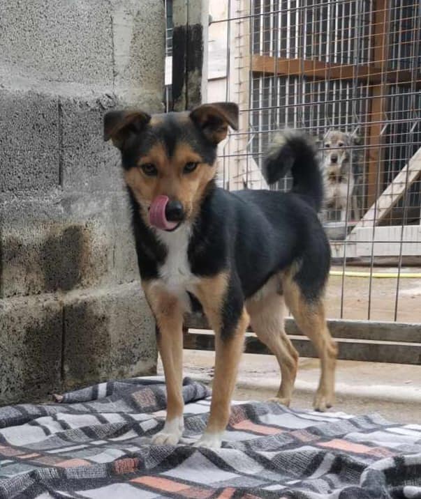 Romanian... - Romanian Rescue Appeal Older Dogs for Adoption
