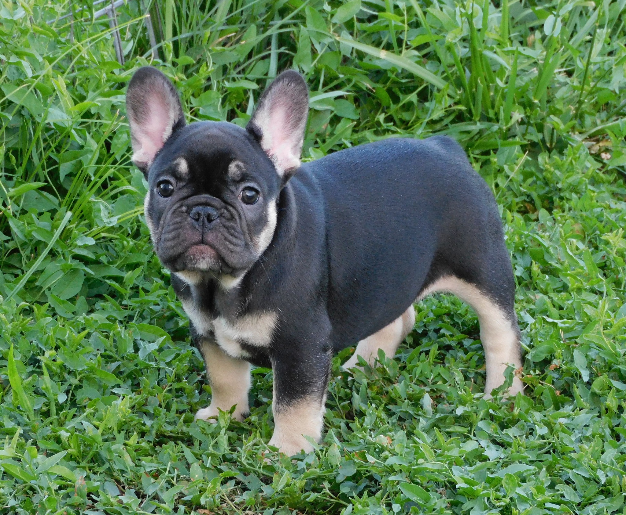 Monarch Ridge French Bulldogs