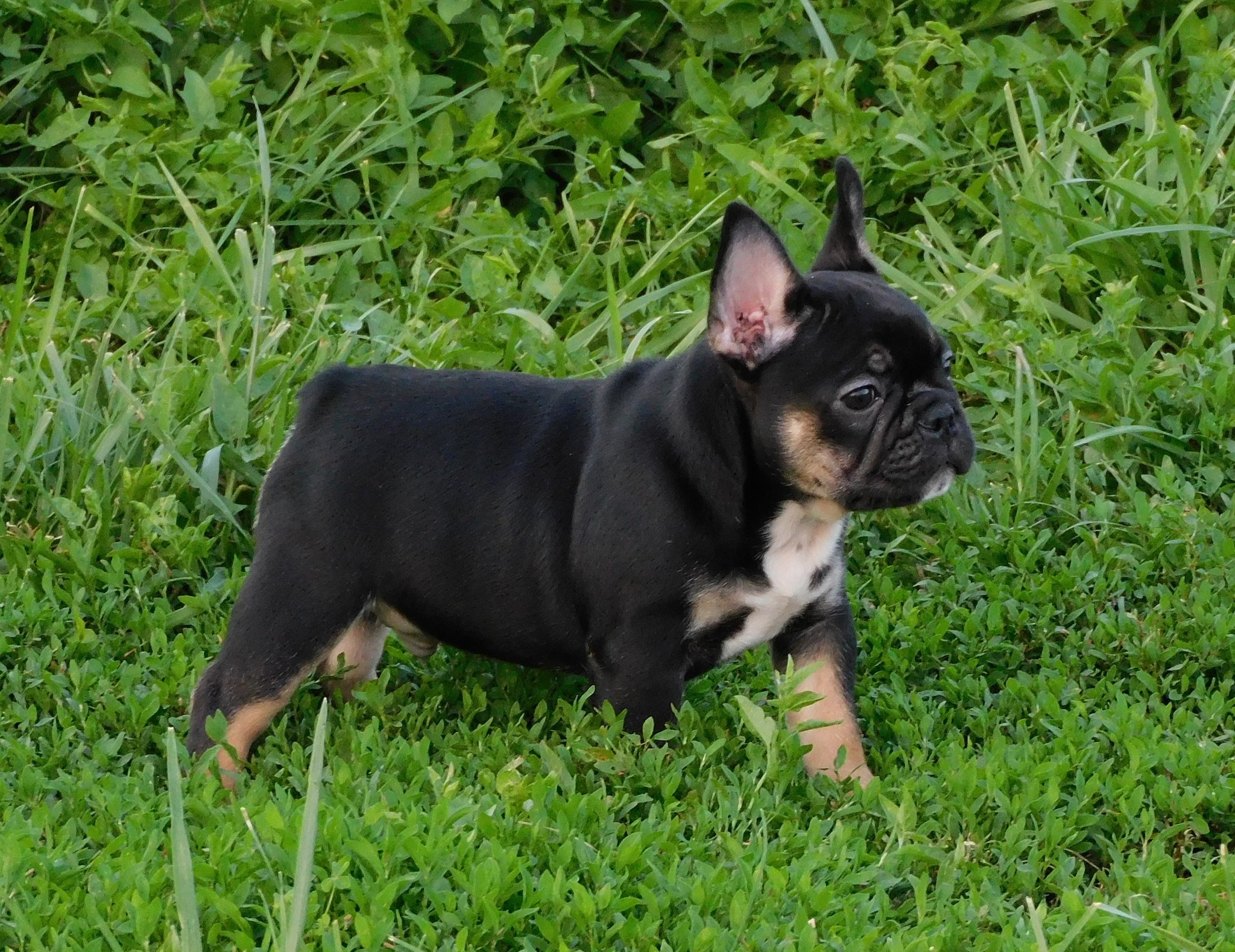 Monarch Ridge French Bulldogs