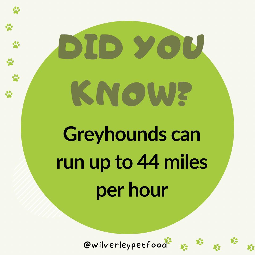 Wilverley - Did you know that Greyhounds are the speedsters of the dog ...