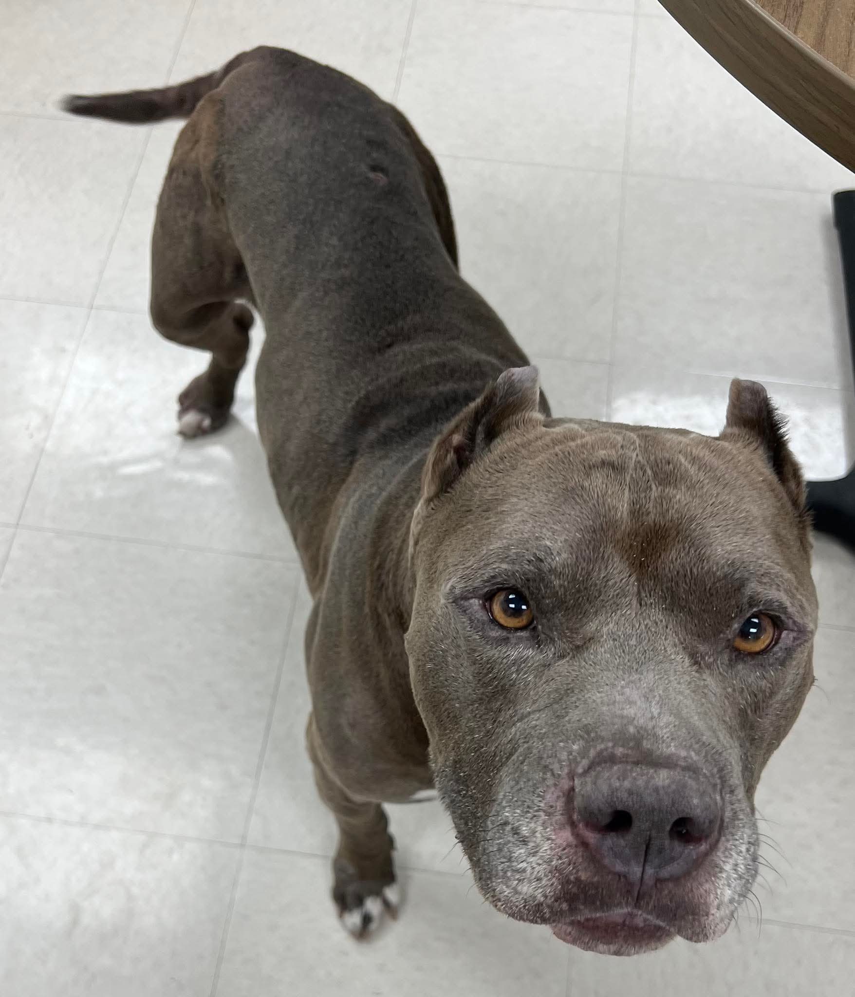 The Katy Pound - Rufus (Animal ID #77) was found on... | Facebook