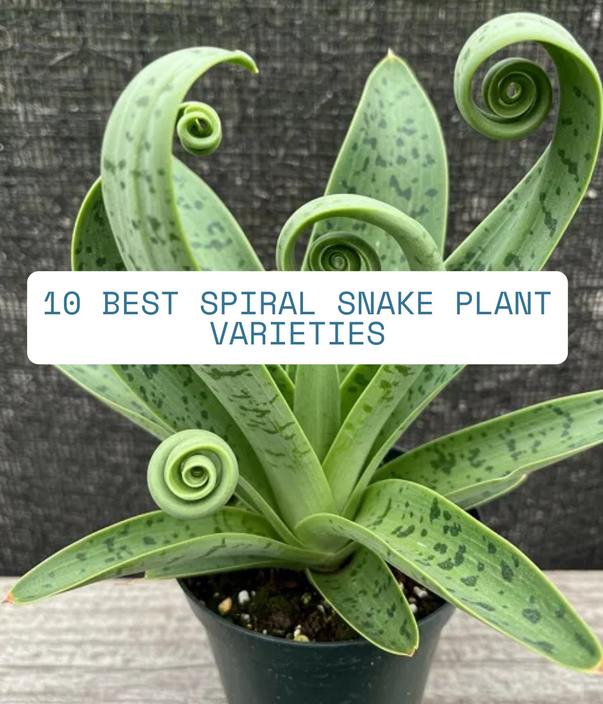 Indoor - 10 Best Spiral Snake Plant Varieties 👇👇 | Facebook