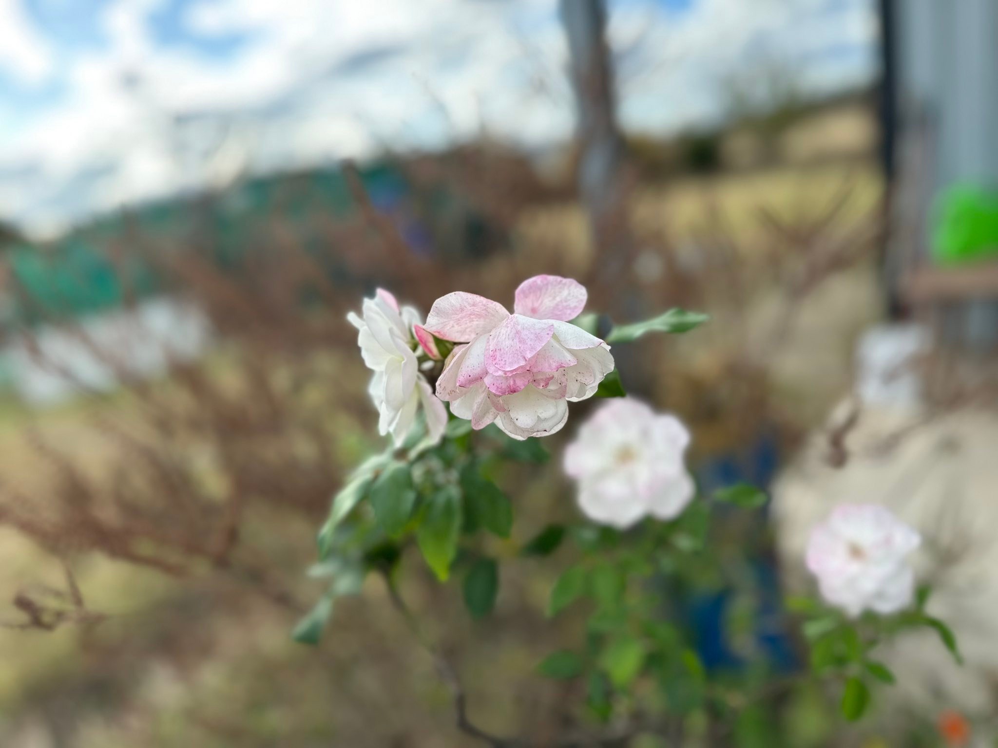 What roses to plant in Queensland?
