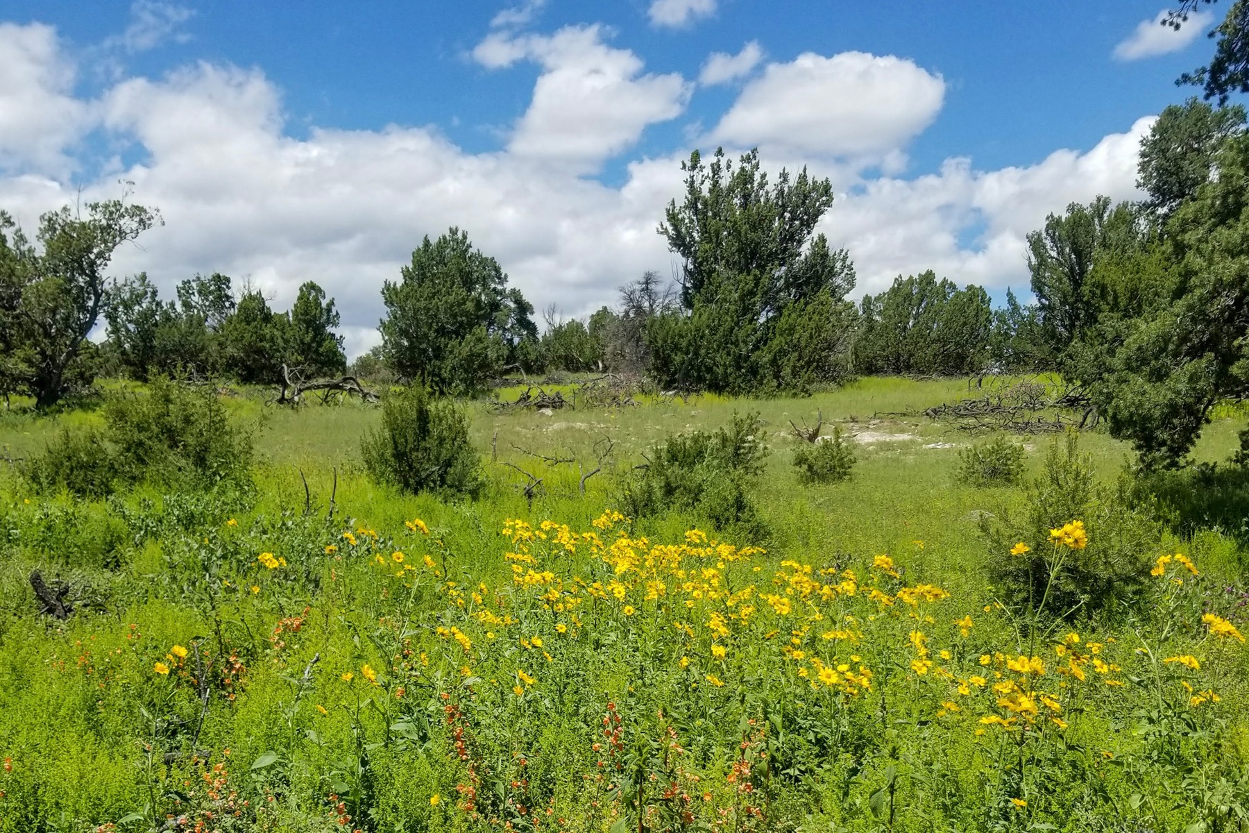 NEW LISTING‼ Bull Run Ranch... - Chas. S. Middleton and Son | Facebook